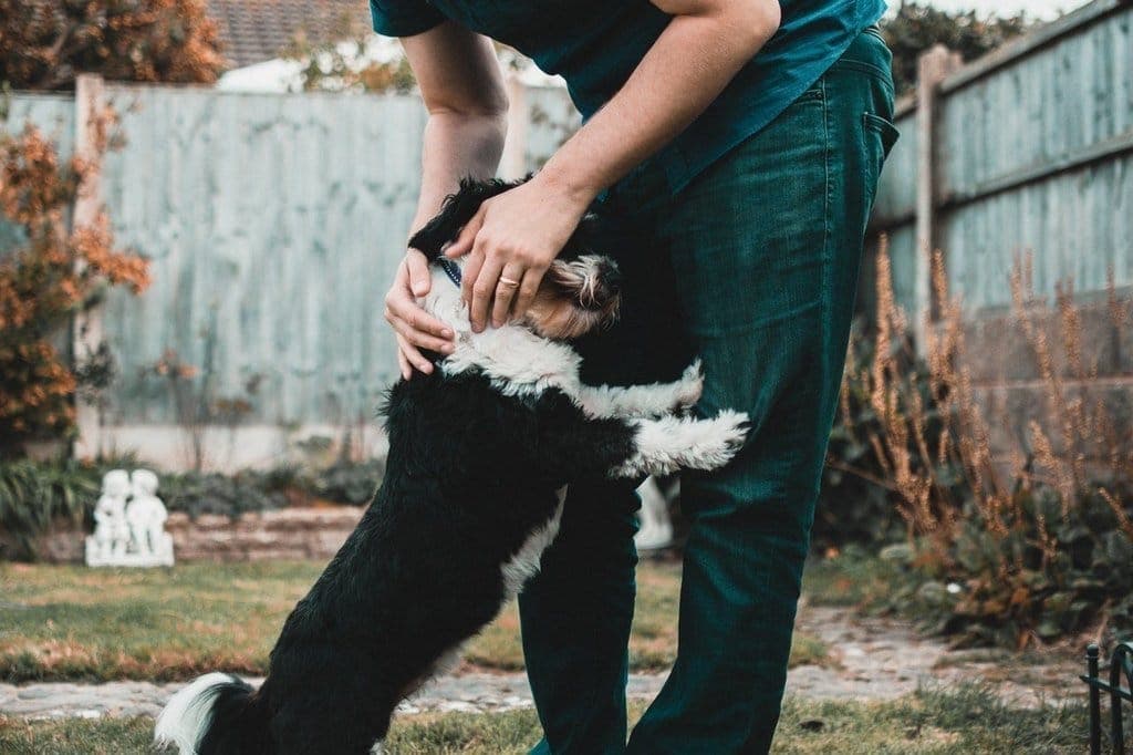 Heb je huisdieren?