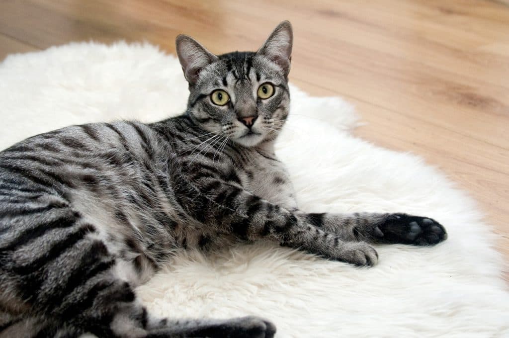 Kattenpis Geur Verwijderen