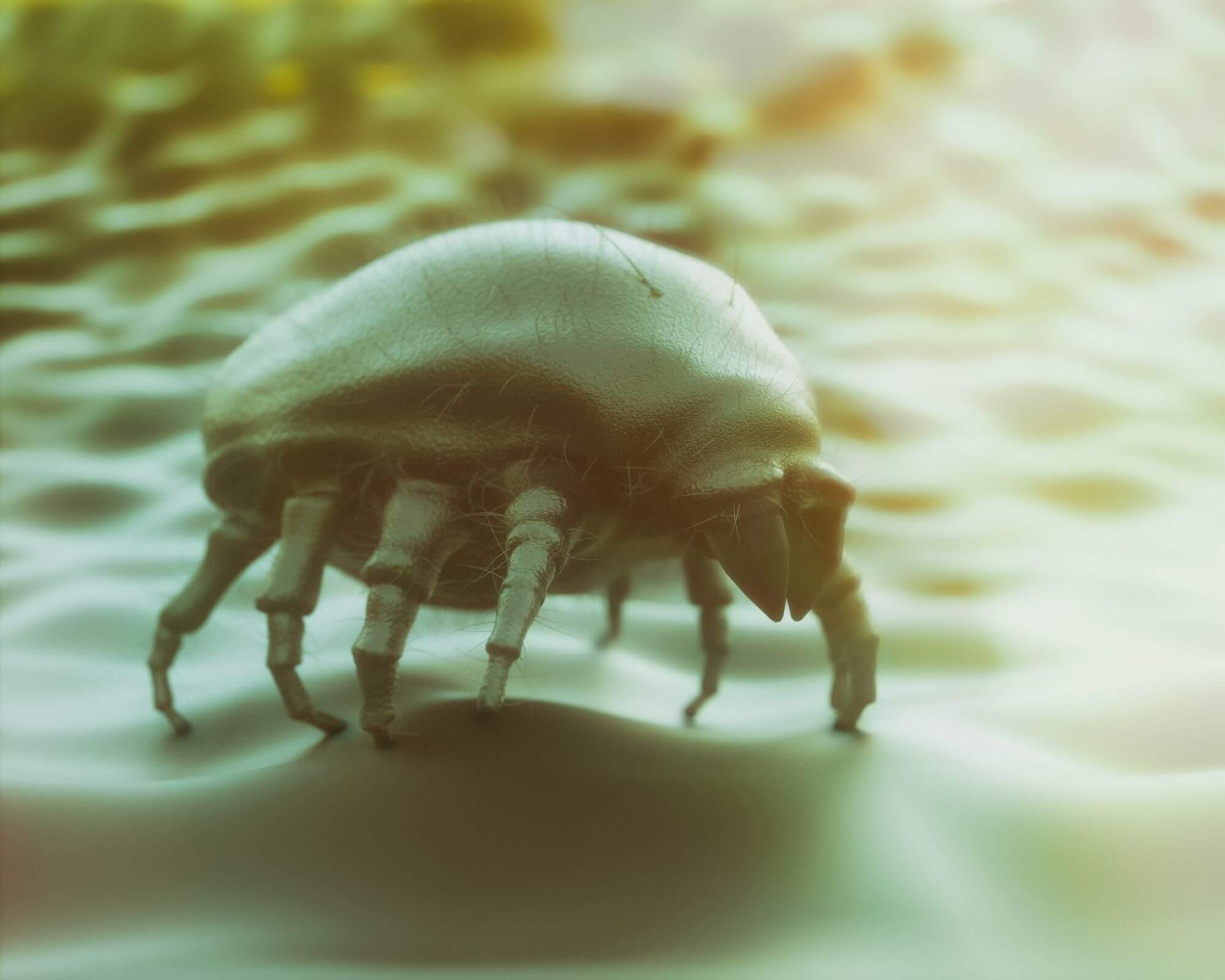 Alles wat je moet weten over het bestrijden van huisstofmijt