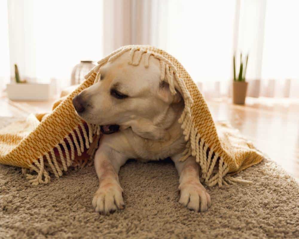 hond op tapijt